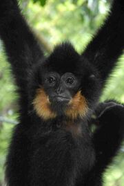 Buff-Cheeked Gibbon.jpg