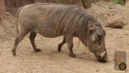 Central African Warthog as Mr. Pig