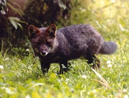 Darwin's Fox.jpg