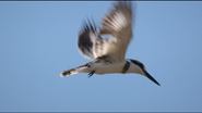 Pied Kingfisher