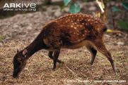 Female-Visayan-spotted-deer-feeding.jpg