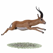 Henry's Amazing Animals Gazelles.png (648 KB) Thomson's Gazelle