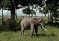 HugoSafari - Elephant07.jpg (79 KB)