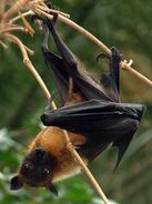 Indian Flying Fox as Panda