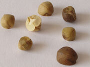Jumping beans 12.jpg