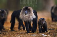 Lion-Tailed Macaques