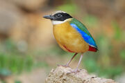 Pitta, Blue-Winged.jpg