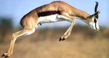 Saut de gazelle Springbok.jpg