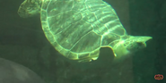 Shedd Aquarium Sea Turtle