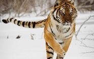 Siberian (Amur) tiger