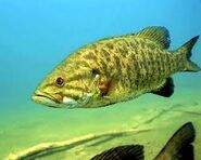 Smallmouth bass