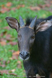 Sumatran Serow