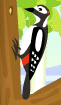 Woodpecker mib