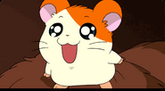 Hamtaro (Episode 1-Look Again)