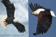 Bald Eagle vs Fish Eagle