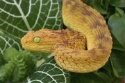 Bush Viper.jpg