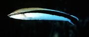 False cleanerfish.jpg