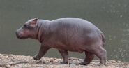 Nile Hippopotamus Calf as Hippopotas