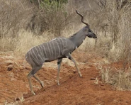 Lesser Kudu Male (Tragelaphus imberbis).jpg (212 KB) Lesser Kudu