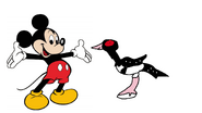 Mickey meets Common Loon