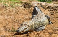 Nile Crocodile in Kenya