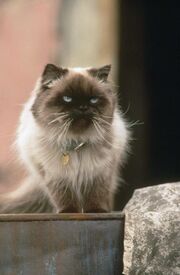 SassyTheCat.jpg