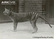 Thylacine as Talking Dog