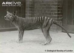 Thylacine.jpg