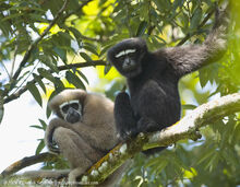 Western-hoolock-gibbon.jpg