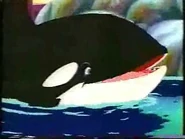 Willy the Killer Whale as Baloo