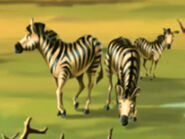 Plains Zebra