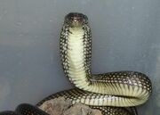 Cobra, Congo Water.jpg