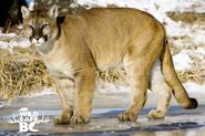 Cougar (Puma concolor)