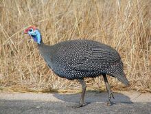 Guineafowl.jpg