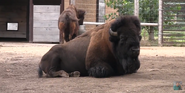 Henry Vilas Zoo Bison