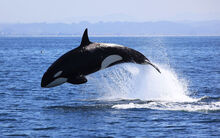 KillerWhaleToryKallman17.jpg