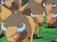 The tauros as the wildebeests.