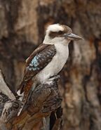 Laughing Kookaburra as Wallabee Beatles