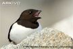 Little Auk