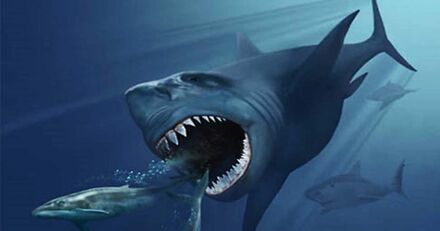 Megalodon (the meg)