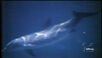 Mysteries of the Deep Atlantic Spotted Dolphin