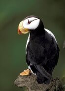 Horned Puffin as Brown Pelican