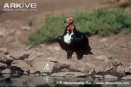 Red-Headed Vulture as Teratornis