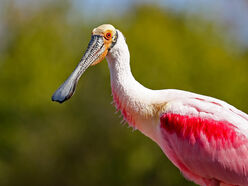 Roseate spoonbill.jpg