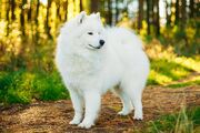 Samoyed.jpg
