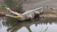 Sarcosuchus as Tarbosaurus