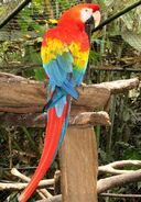 Scarlet Macaw