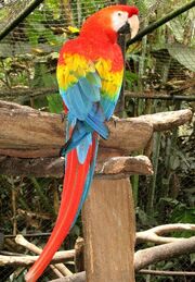 Scarlet Macaw