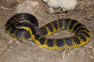 Tiger snake (Notechis scutatus)