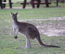 Western-grey-kangaroo.jpg